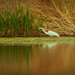 great egret with reflection by rminer