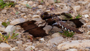 17th May 2021 - common whitetail dragonfly 
