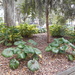 Savannah Garden 1 by ambler