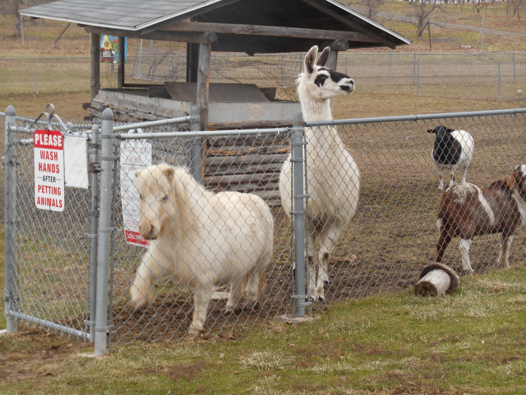 A miniature horse a llama and goat  by ambler