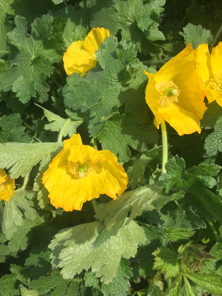 Welsh poppies  by snowy