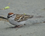 16th May 2021 - Chipping Sparrow