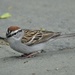 Chipping Sparrow by mjmaven