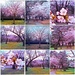 PicHigh Park Cherry Blossoms