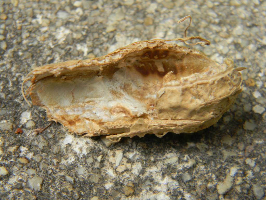 Peanut Shell by sfeldphotos