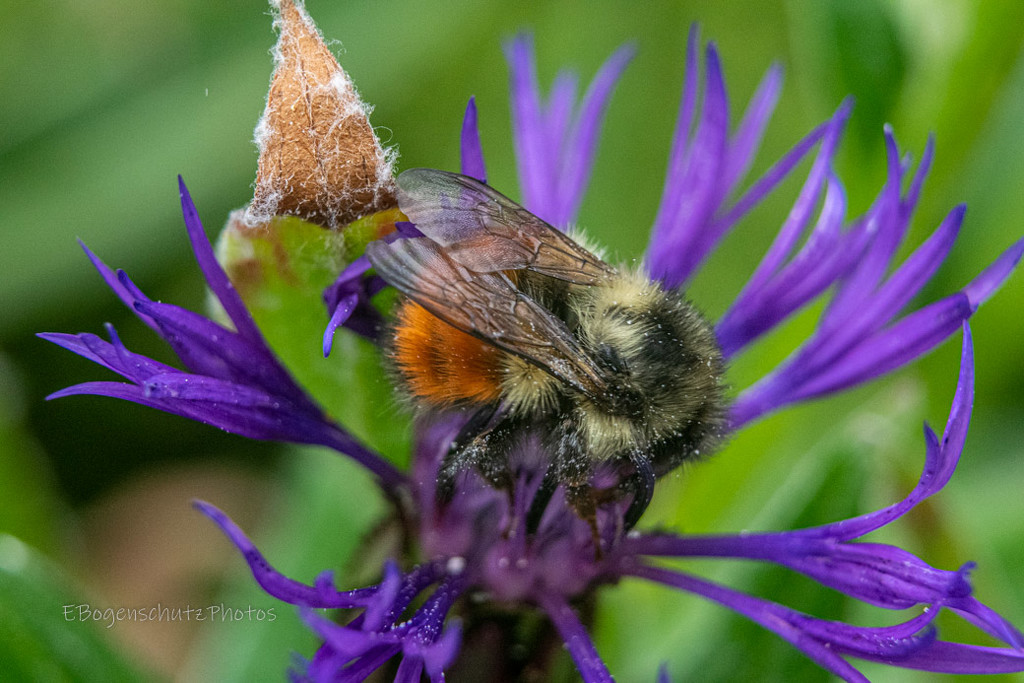Bee In a Spider Bloom  by theredcamera