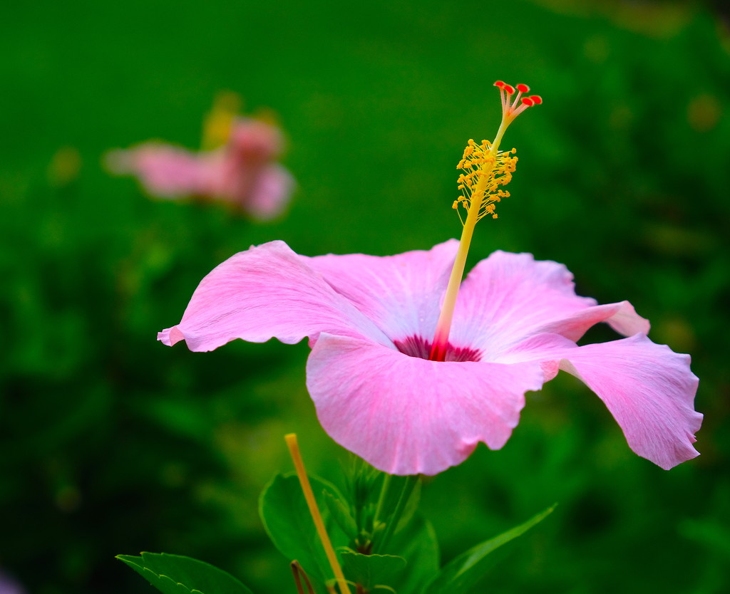 Pink Hibiscus by redy4et