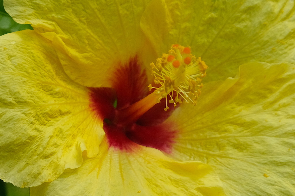 State Flower of Hawaii by redy4et