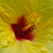 State Flower of Hawaii by redy4et