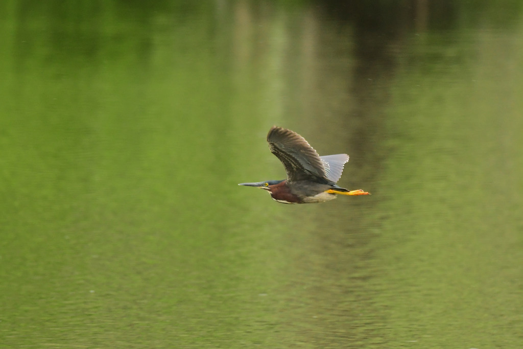 Green Heron in Flight by kareenking