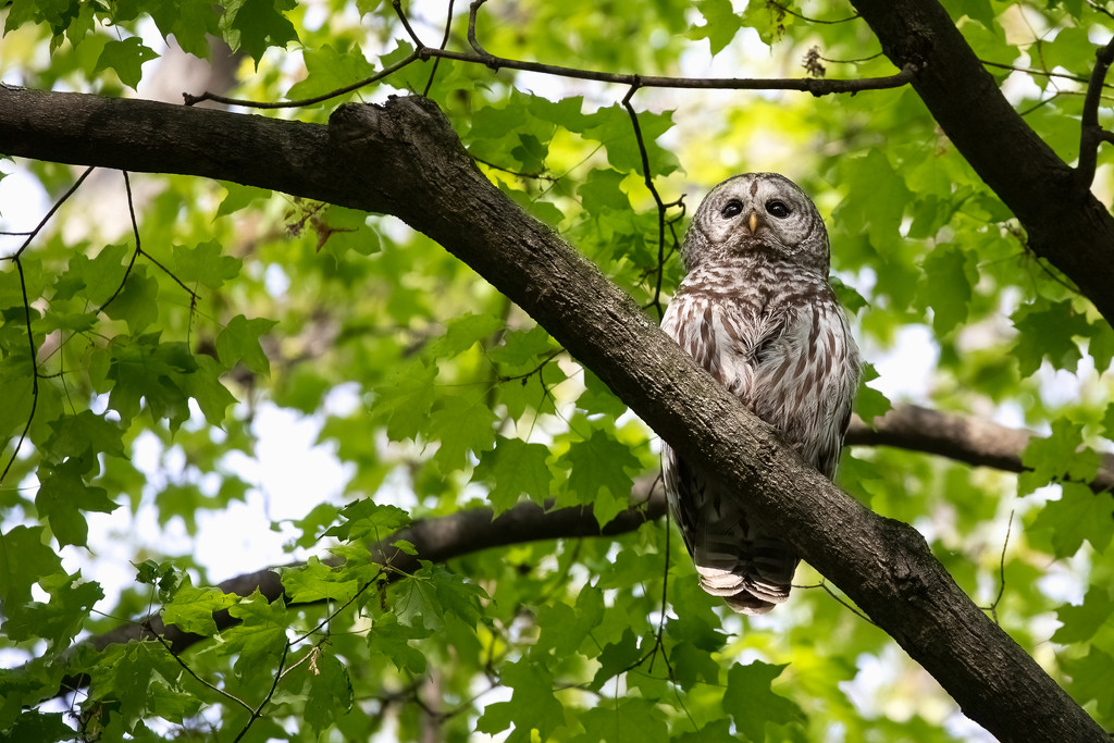 Barred Owl  by jyokota