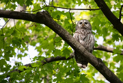17th May 2021 - Barred Owl 