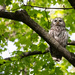 Barred Owl  by jyokota