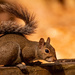Today Was Squirrel Day! by rickster549