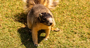 17th May 2021 - And Meet Mr Fox Squirrel!