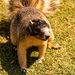 And Meet Mr Fox Squirrel! by rickster549