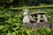 17th May 2021 - "Hey, how about a few more peanuts?"
