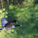 Flying Squawking Chasing by jyokota