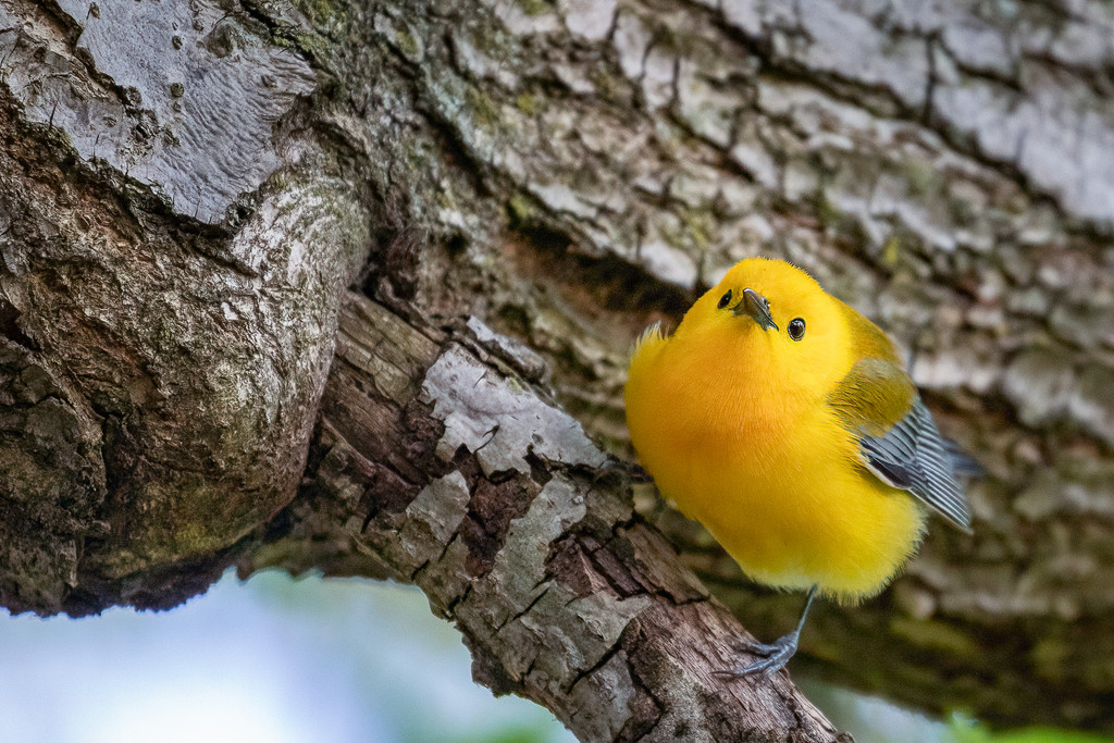 Prothonotary Warbler Looking Sweet by jyokota
