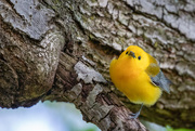 15th May 2021 - Prothonotary Warbler Looking Sweet
