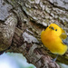 Prothonotary Warbler Looking Sweet by jyokota