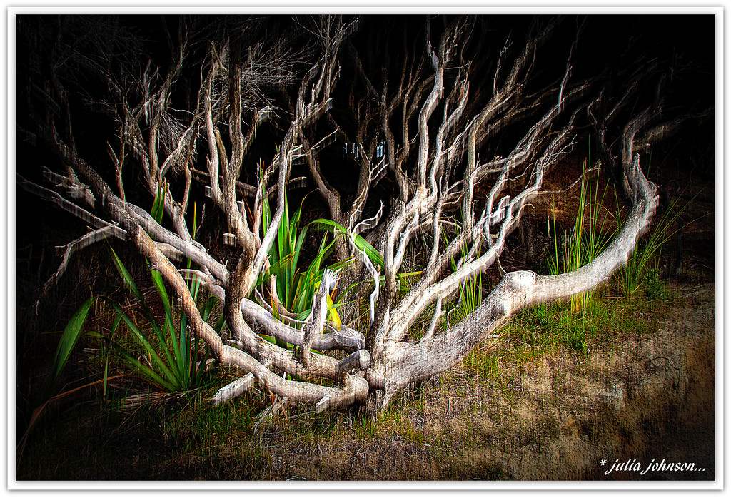 Ghostly Tree's by julzmaioro