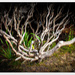Ghostly Tree's by julzmaioro