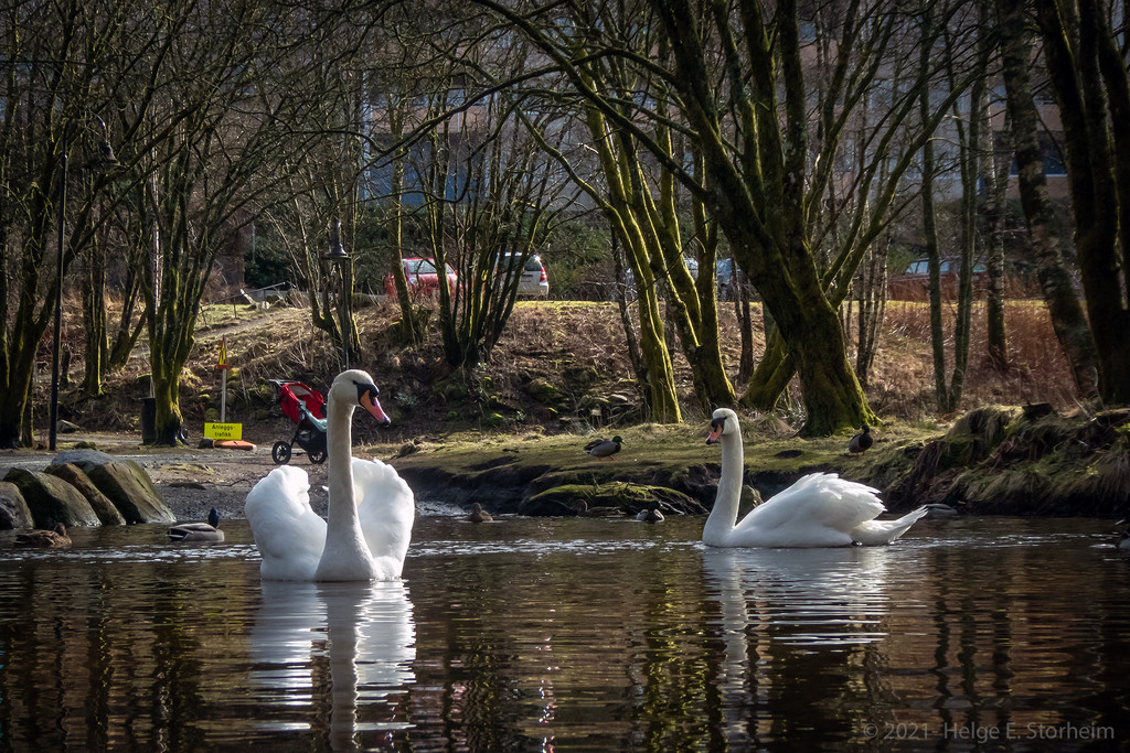 Swans by helstor365