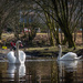 Swans by helstor365