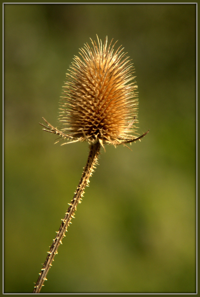 Teasel by dide