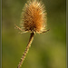 Teasel by dide
