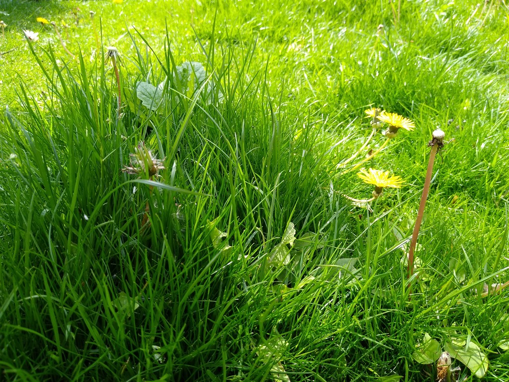 My Lawn by 30pics4jackiesdiamond