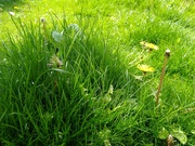 18th May 2021 - My Lawn