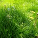 My Lawn by 30pics4jackiesdiamond