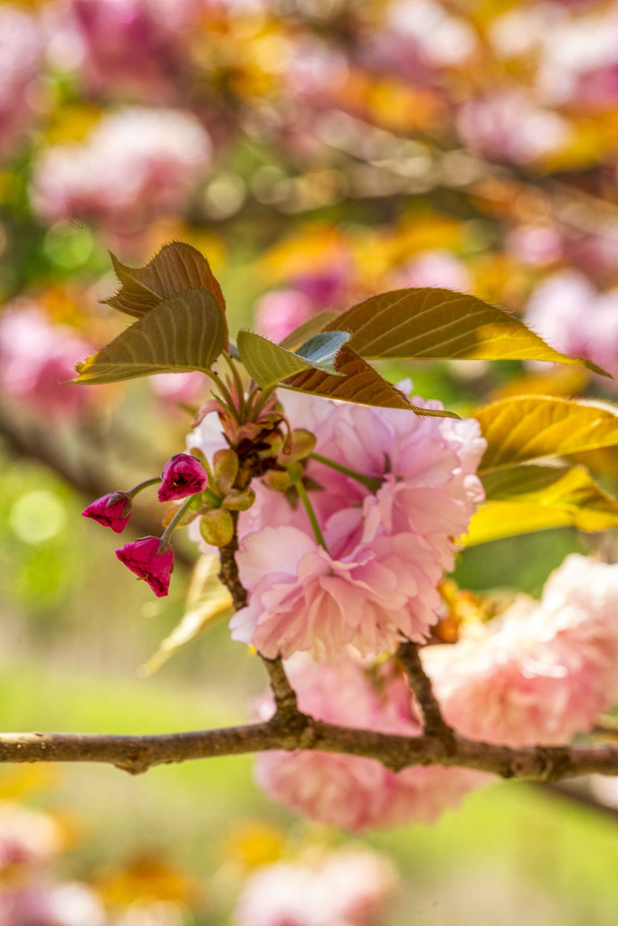 Flowering Peach Tree #2 by kvphoto