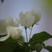 White flower by jb030958