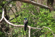 13th May 2021 - Common Grackle