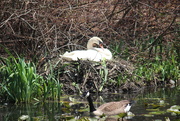 15th May 2021 - Swan and Goose