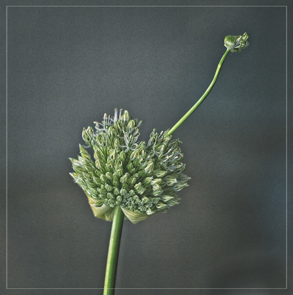 Alien Allium by gardencat