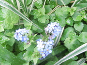 18th May 2021 - Forget me nots