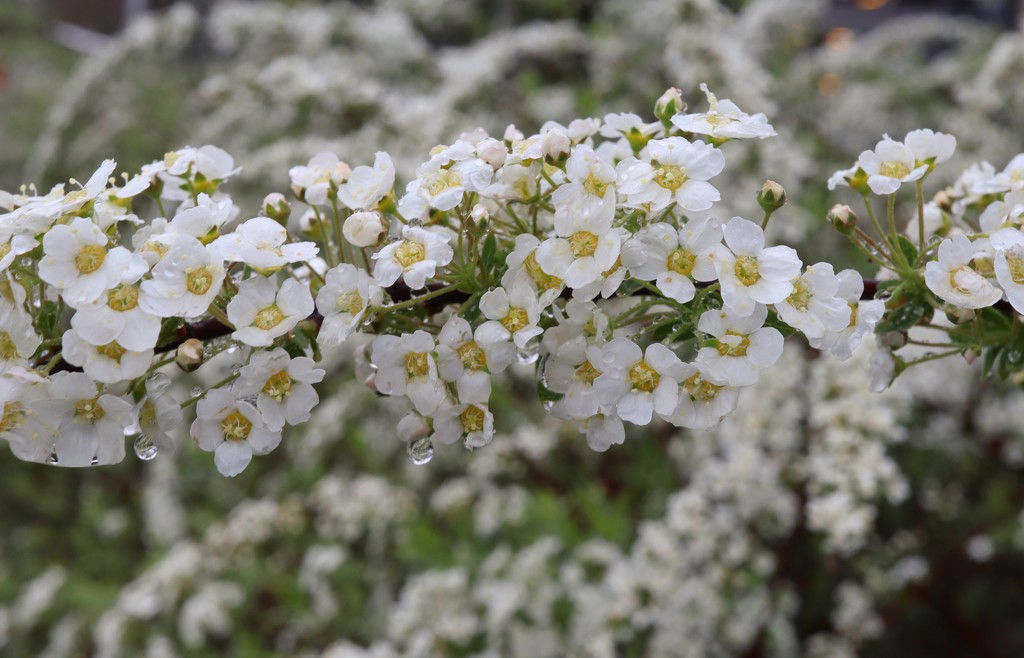 Thunberg's meadowsweet (Spiraea thunbergii)  by okvalle