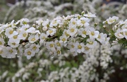 18th May 2021 - Thunberg's meadowsweet (Spiraea thunbergii) 