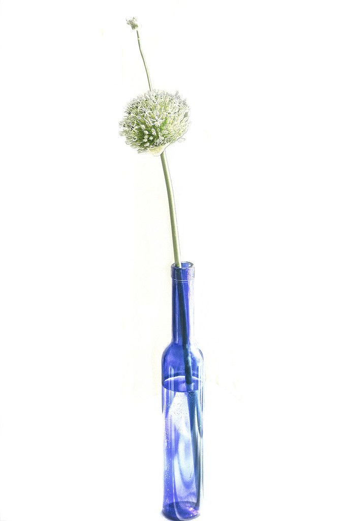 Allium and Vase by gardencat