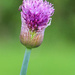 Allium by phil_sandford