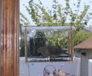 18th May 2021 - Mourning Dove