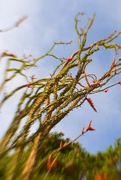 18th May 2021 - ocotillo in bloom
