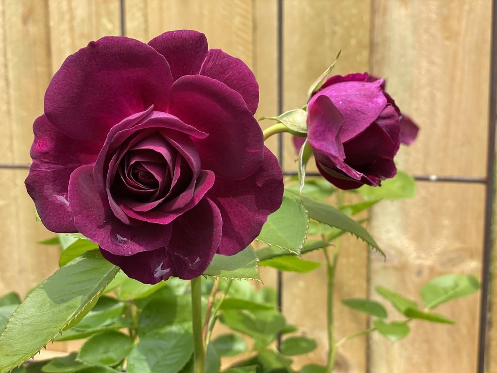 Purple Rose by cdonohoue