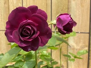 18th May 2021 - Purple Rose