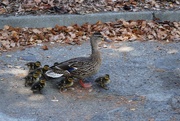 17th May 2021 - Duck & ducklings