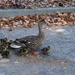 Duck & ducklings by acolyte